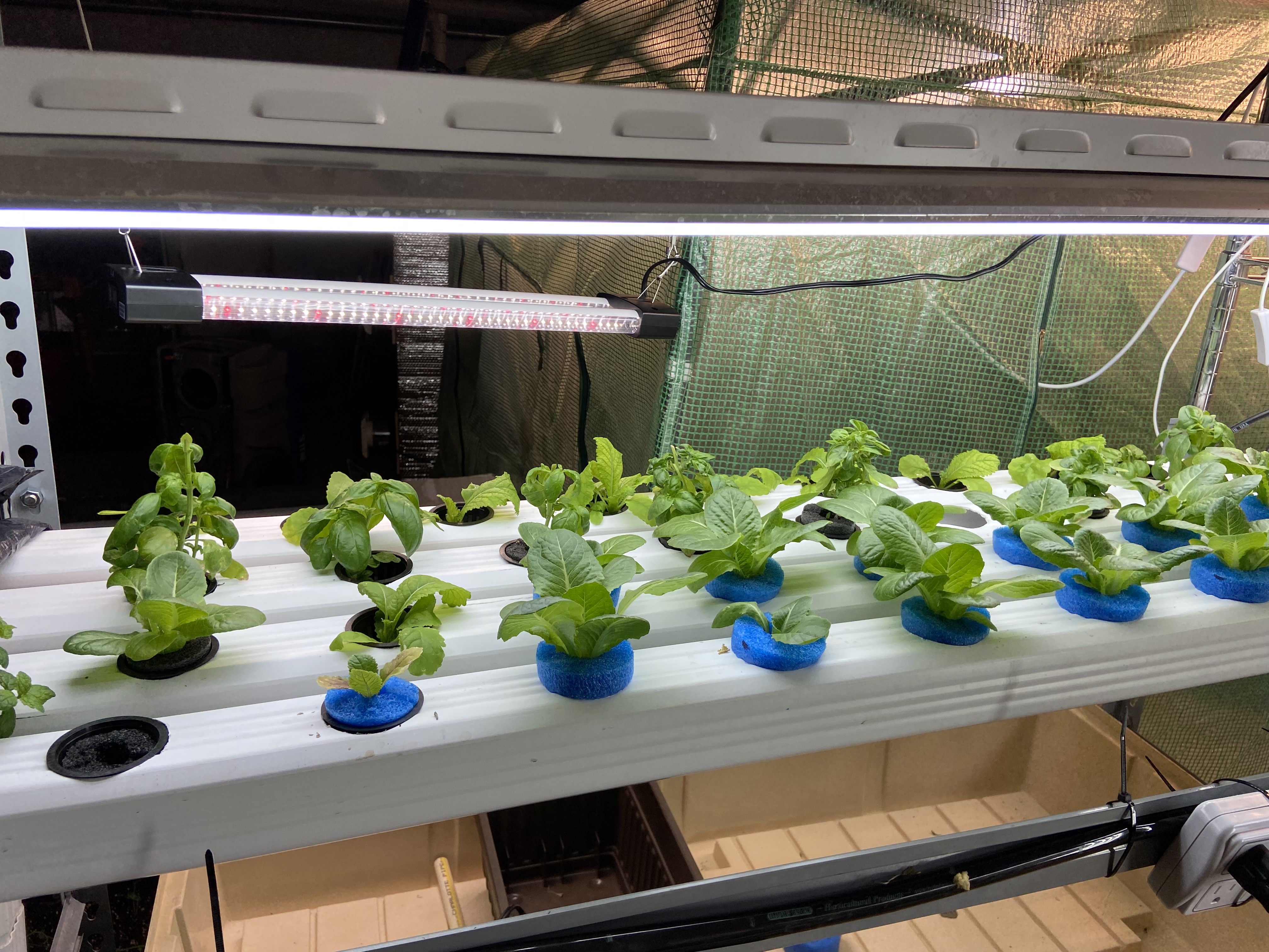 Systems thinking and STEM education in indoor farming: Optimizing the growth and phytochemical properties of herbs using modern technology​