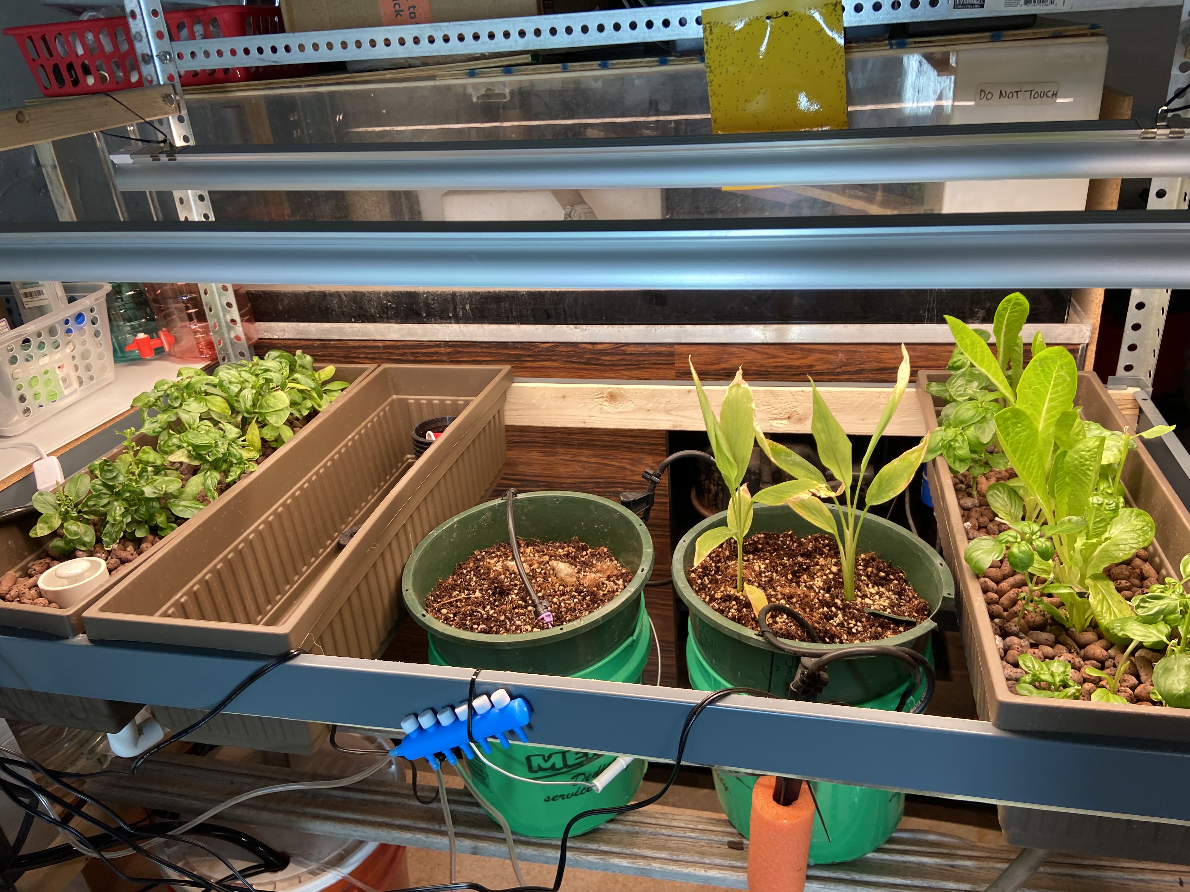 Systems Thinking for Plant Growth: Maximizing Medicinal Value of Turmeric using Modern Technology​